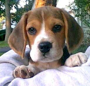 beagle-0008.jpg